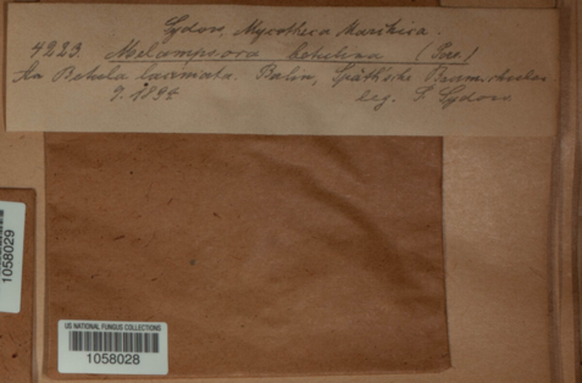 Melampsoridium betulinum image
